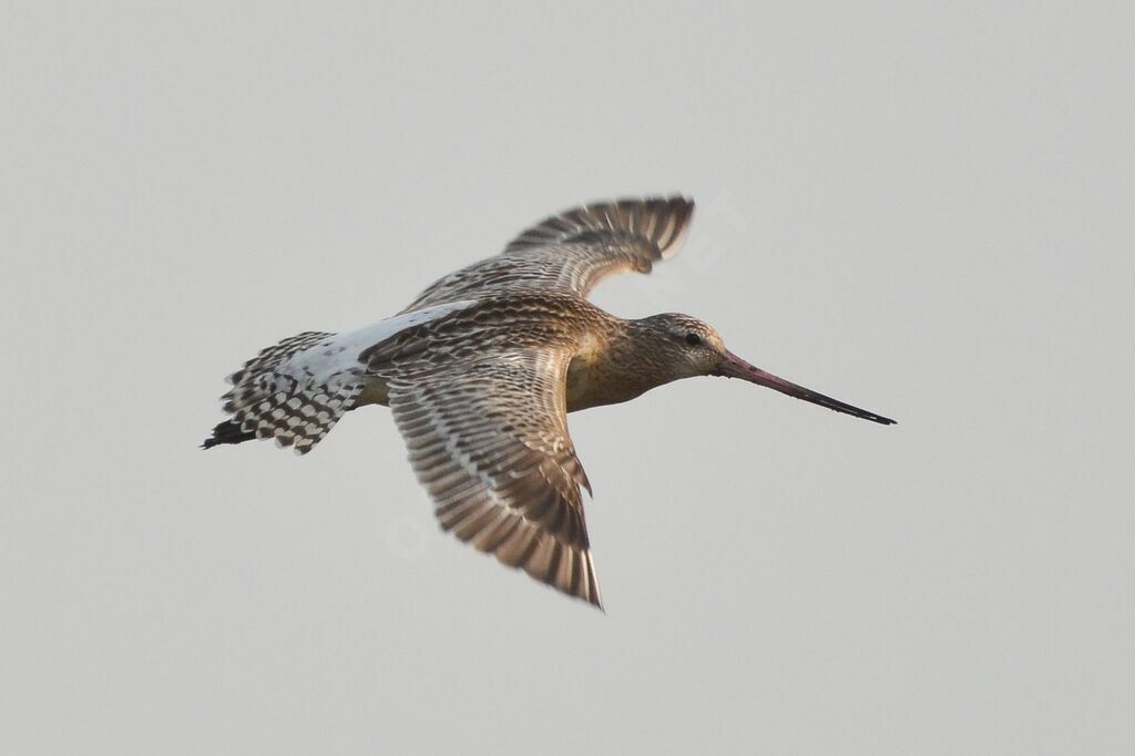 Bar-tailed Godwit, Flight