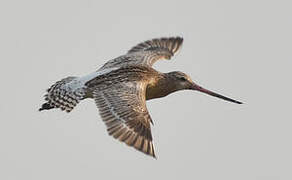 Bar-tailed Godwit