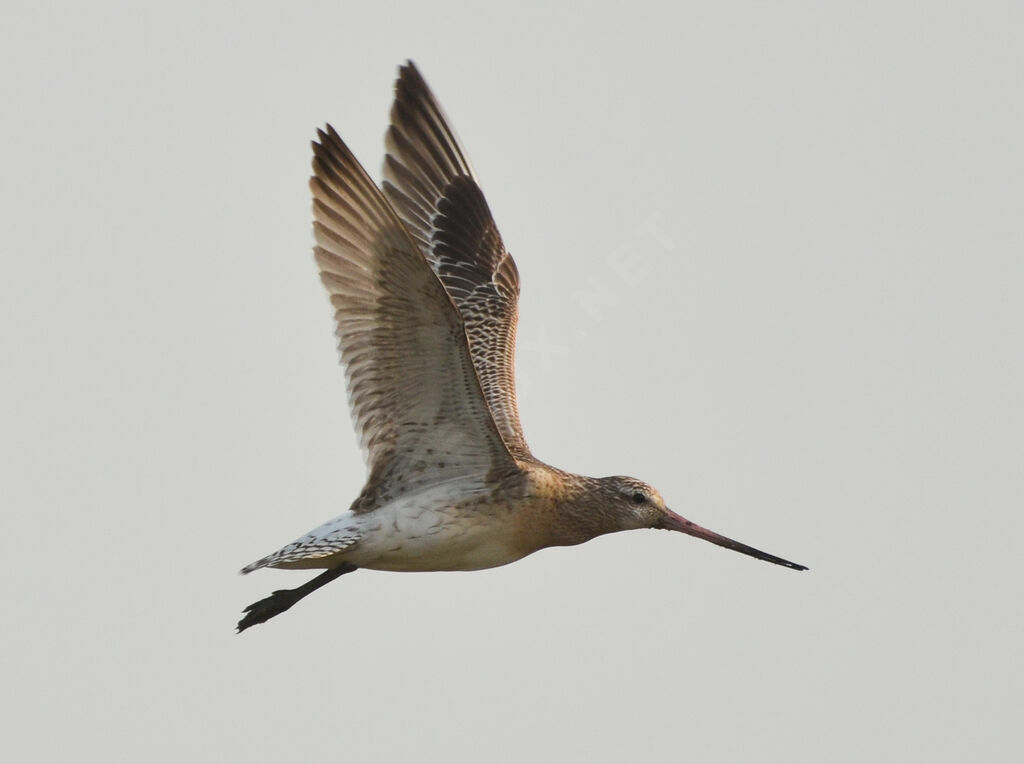 Bar-tailed Godwit