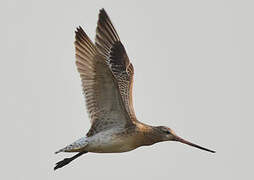 Bar-tailed Godwit