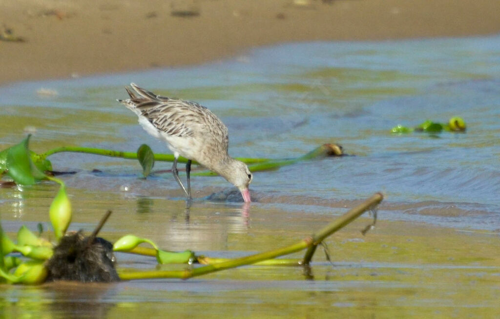 Bar-tailed Godwitadult post breeding