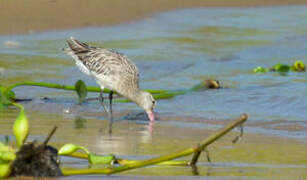 Bar-tailed Godwit