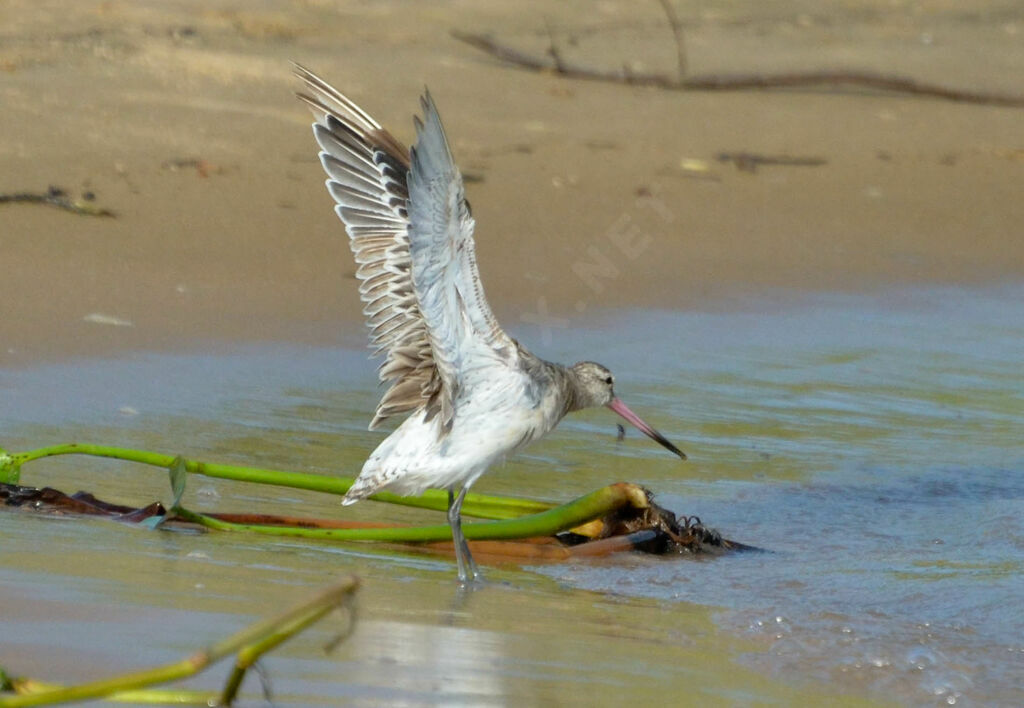 Bar-tailed Godwitadult post breeding, identification