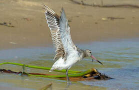 Bar-tailed Godwit