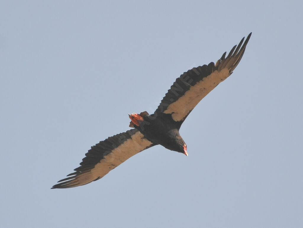 Bateleur des savanes mâle adulte, Vol