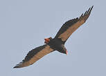 Bateleur des savanes