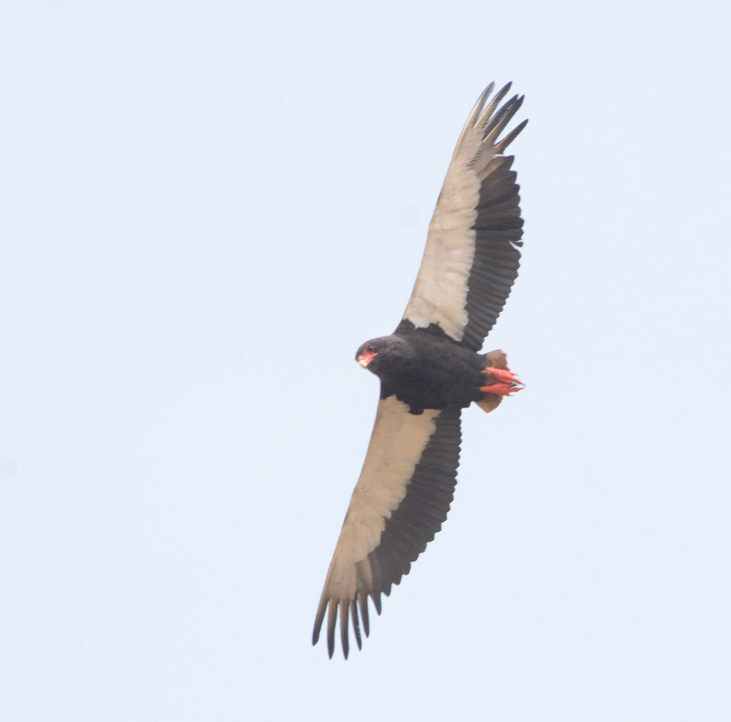 Bateleur male adult, Flight