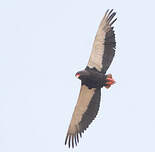 Bateleur des savanes