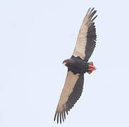 Bateleur des savanes