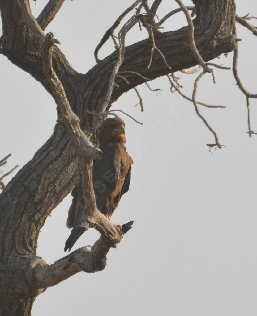 Bateleur des savanesimmature, identification