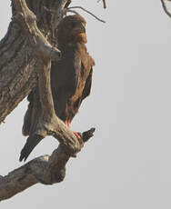 Bateleur des savanes