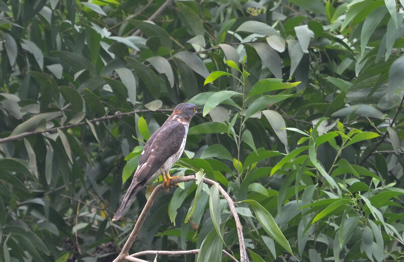 African Cuckoo-Hawkimmature, identification