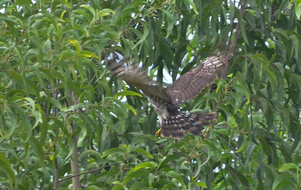 African Cuckoo-Hawkimmature, Flight