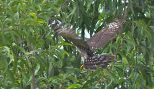 African Cuckoo-Hawk