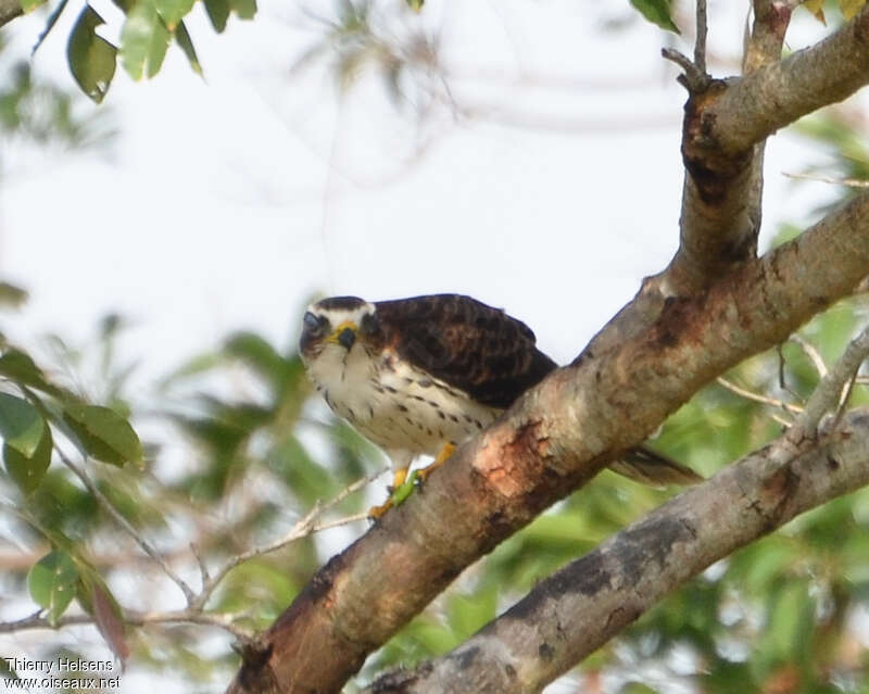 African Cuckoo-Hawkjuvenile, identification
