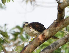 African Cuckoo-Hawk