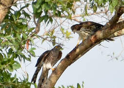 African Cuckoo-Hawk