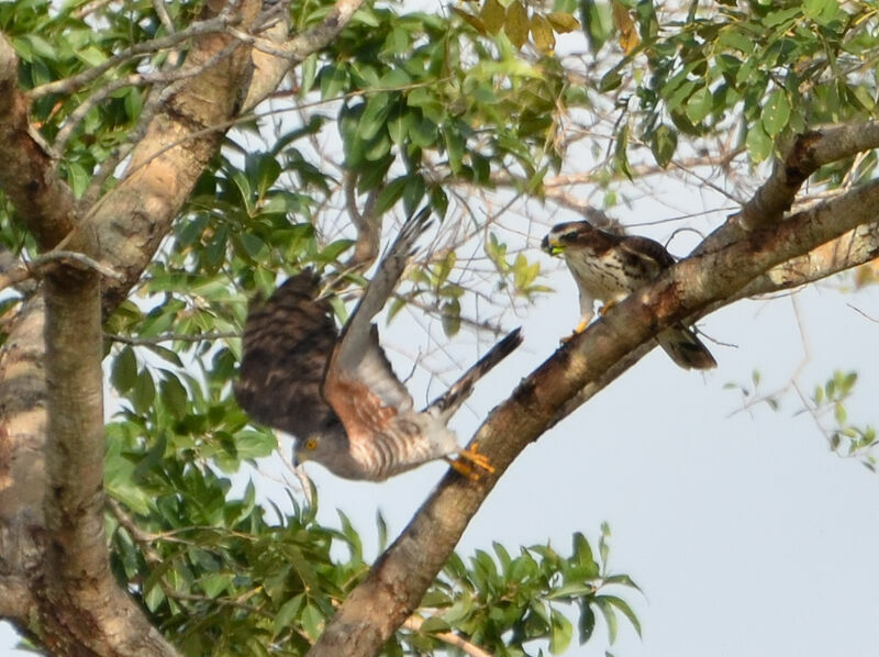 African Cuckoo-Hawk, habitat, pigmentation, Behaviour