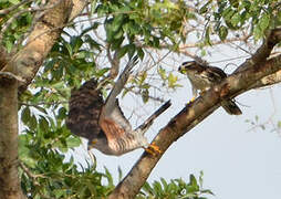 African Cuckoo-Hawk