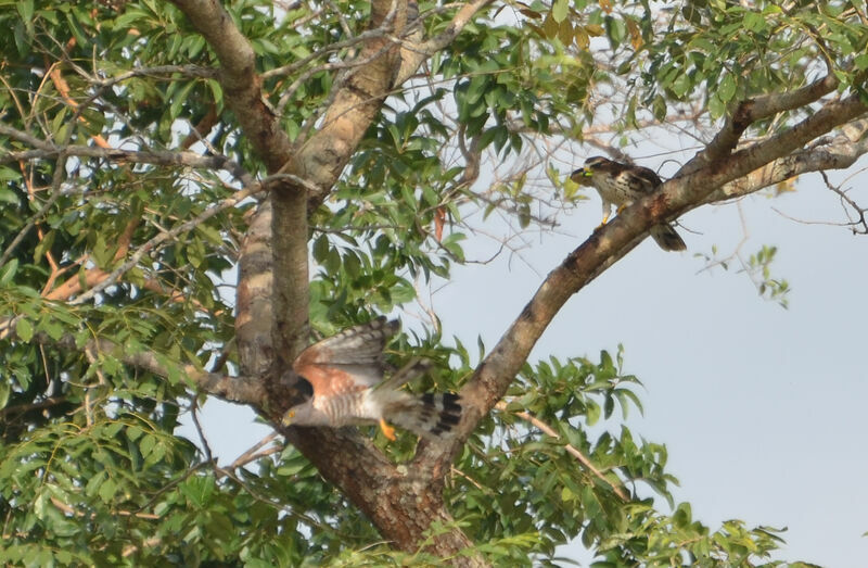 African Cuckoo-Hawk, Behaviour