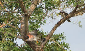 African Cuckoo-Hawk