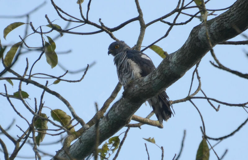 African Cuckoo-Hawk male adult, identification