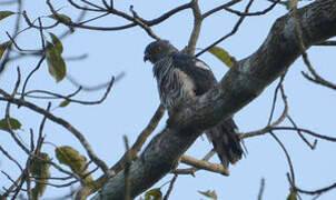 African Cuckoo-Hawk