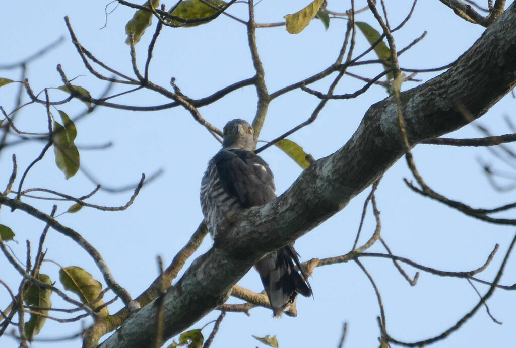 African Cuckoo-Hawk male adult