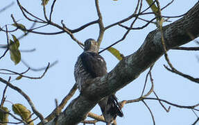 African Cuckoo-Hawk