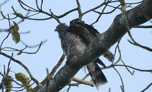 African Cuckoo-Hawk