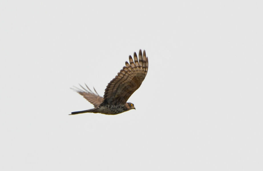 African Cuckoo-Hawkadult, Flight