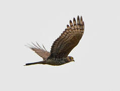 African Cuckoo-Hawk