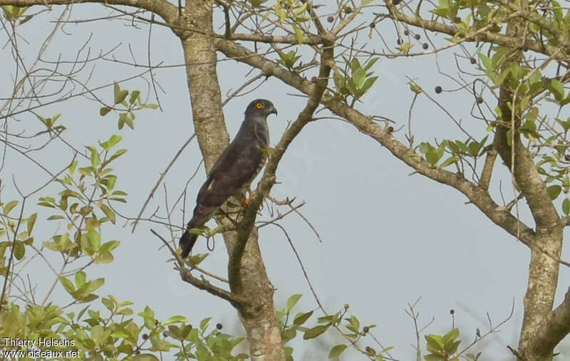 African Cuckoo-Hawkadult, identification