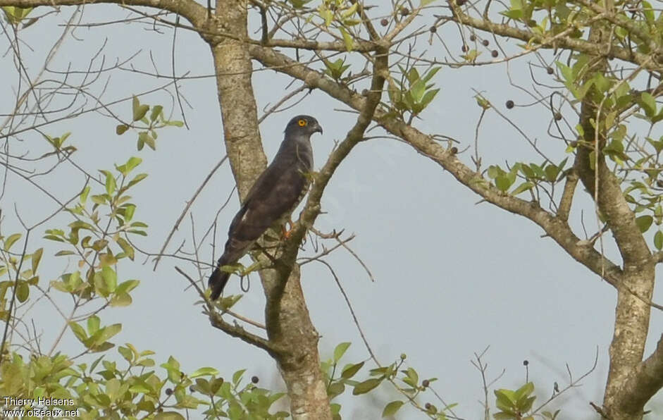 Baza coucouadulte, identification