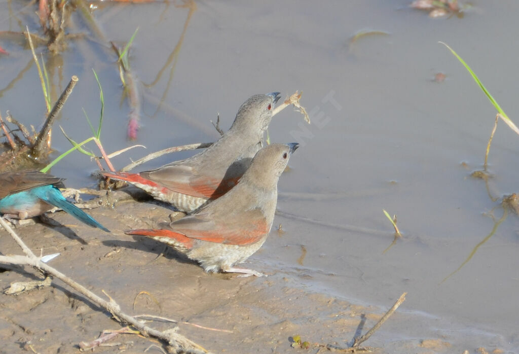 Red-winged Pytiliaadult, identification