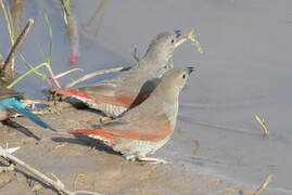 Red-winged Pytilia