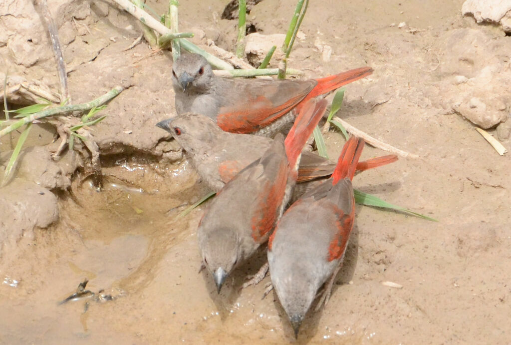 Beaumarquet aurore, identification