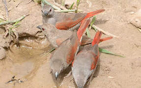 Red-winged Pytilia