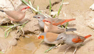 Red-winged Pytilia