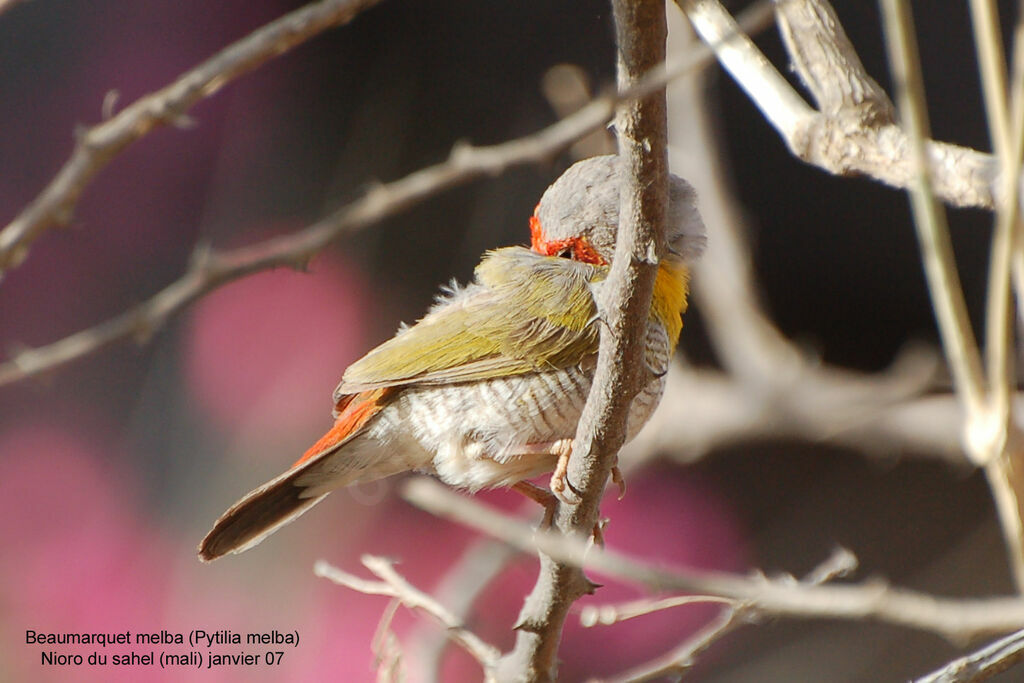 Green-winged Pytilia male adult