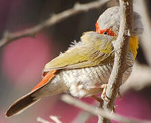 Green-winged Pytilia