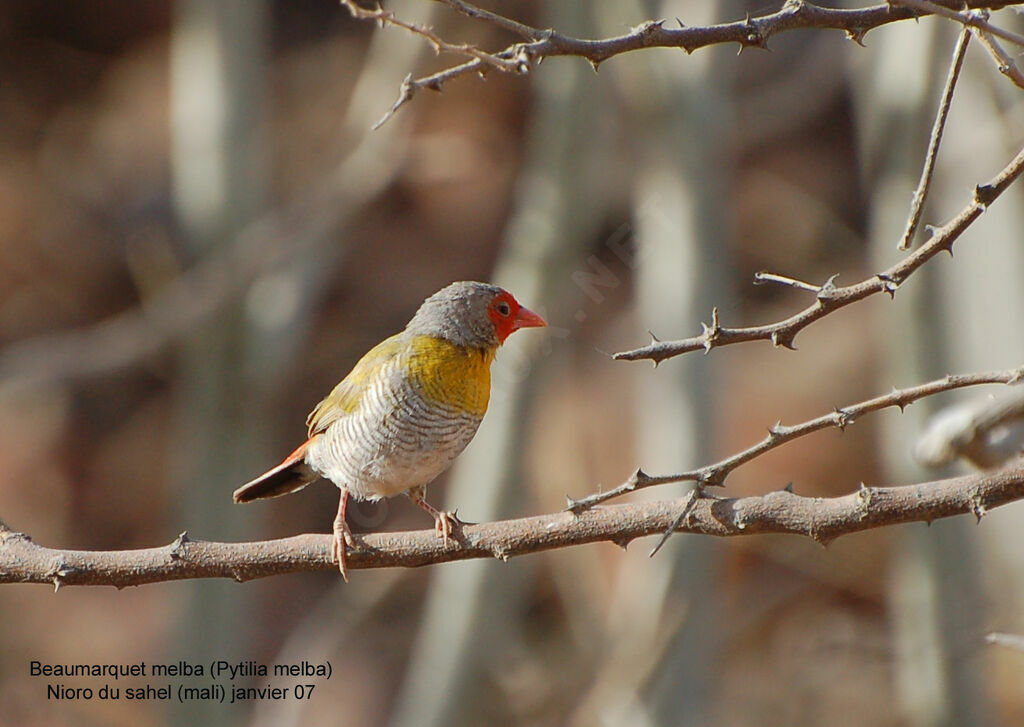 Green-winged Pytilia