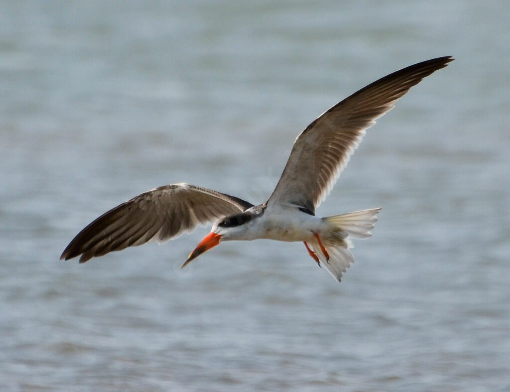 African Skimmerjuvenile, identification