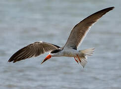 African Skimmer