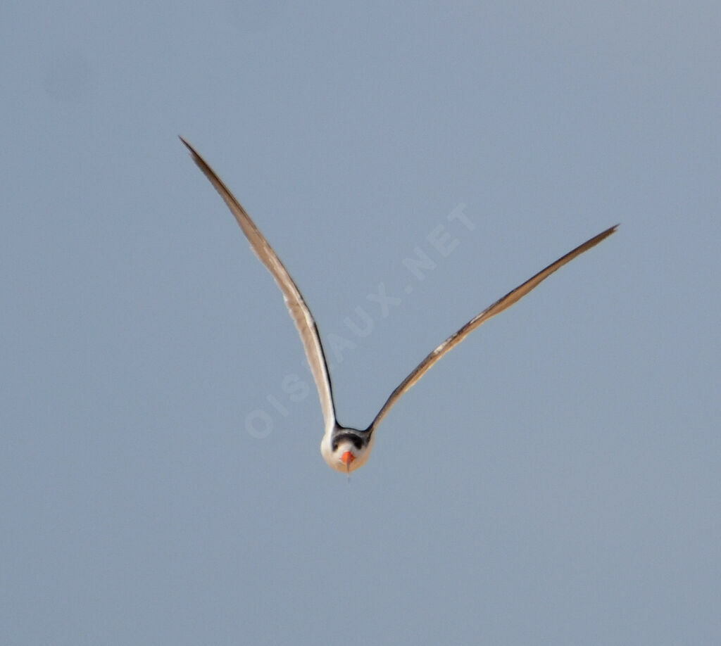 African Skimmerjuvenile, Flight