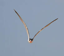 African Skimmer