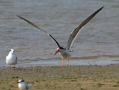 African Skimmer