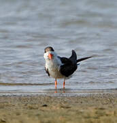 African Skimmer