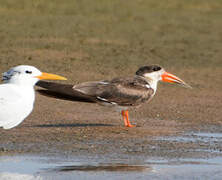 African Skimmer