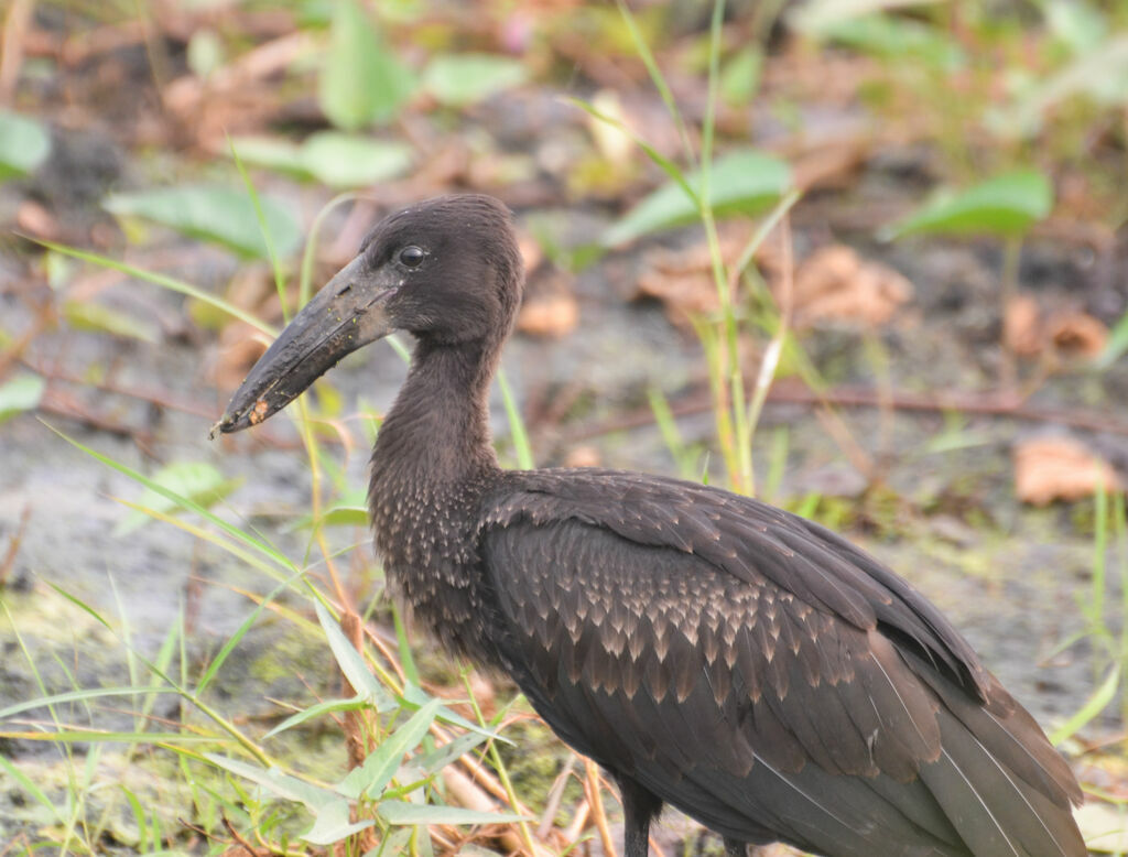 African Openbilladult, identification